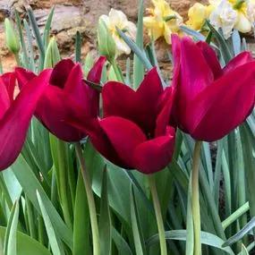 Merlot Tulip (Tulipa Merlot) Img 2